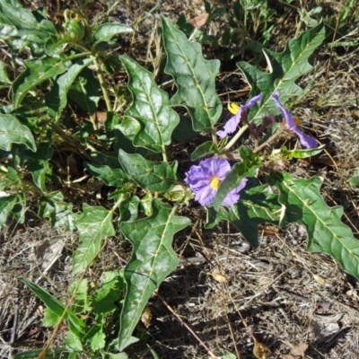 Solanum cinereum (Narrawa Burr) at Farrer, ACT - 17 Dec 2014 by galah681