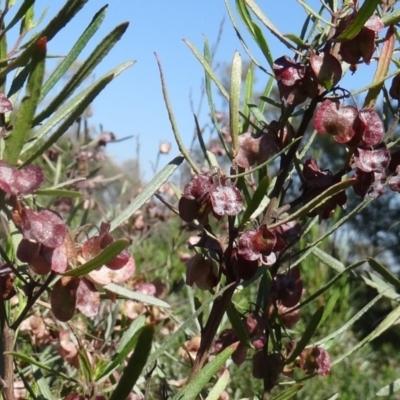 Dodonaea viscosa (Hop Bush) at Farrer, ACT - 17 Dec 2014 by galah681