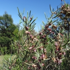 Dodonaea viscosa at Farrer, ACT - 17 Dec 2014 08:42 AM