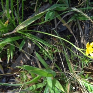 Hypoxis hygrometrica var. villosisepala at Farrer, ACT - 17 Dec 2014