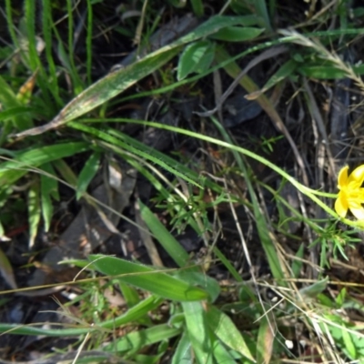 Hypoxis hygrometrica var. villosisepala (Golden Weather-grass) at Farrer, ACT - 17 Dec 2014 by galah681