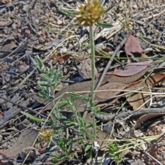 Euchiton sphaericus (Star Cudweed) at Farrer, ACT - 16 Dec 2014 by galah681