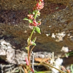 Gonocarpus tetragynus (Common Raspwort) at Farrer, ACT - 16 Dec 2014 by galah681