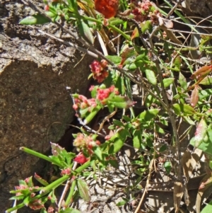 Gonocarpus tetragynus at Farrer, ACT - 17 Dec 2014