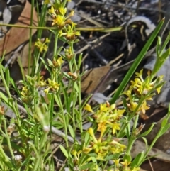 Pimelea curviflora (Curved Rice-flower) at Farrer, ACT - 16 Dec 2014 by galah681