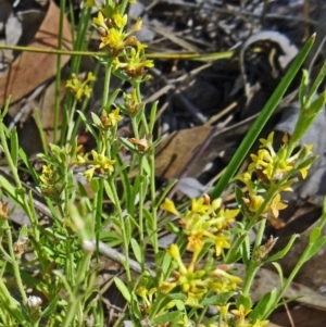 Pimelea curviflora at Farrer, ACT - 17 Dec 2014