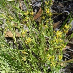 Pimelea curviflora at Farrer, ACT - 17 Dec 2014