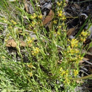 Pimelea curviflora at Farrer, ACT - 17 Dec 2014 09:30 AM