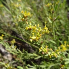 Pimelea curviflora at Farrer, ACT - 17 Dec 2014