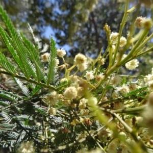 Acacia parramattensis at Farrer, ACT - 17 Dec 2014 09:35 AM