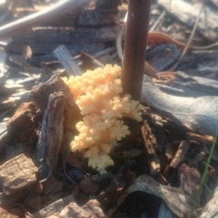 Ramaria sp. (A Coral fungus) at Paddys River, ACT - 31 Mar 2016 by gregbaines