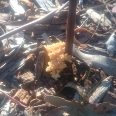 Ramaria sp. at Paddys River, ACT - 31 Mar 2016