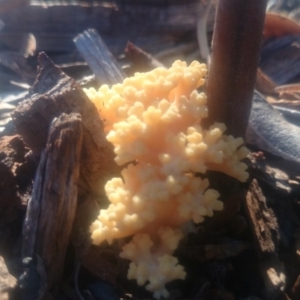 Ramaria sp. at Paddys River, ACT - 31 Mar 2016 04:02 PM