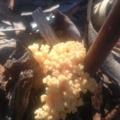 Ramaria sp. at Paddys River, ACT - 31 Mar 2016 04:02 PM