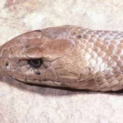 Pseudonaja textilis (Eastern Brown Snake) at Frogmore, NSW - 21 May 1977 by wombey