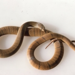 Pseudonaja textilis (Eastern Brown Snake) at Oallen, NSW - 4 Dec 1975 by wombey