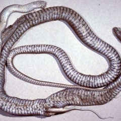 Pseudonaja textilis (Eastern Brown Snake) at Sutton, NSW - 2 Nov 1980 by wombey