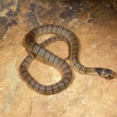 Pseudonaja textilis (Eastern Brown Snake) at Acton, ACT - 14 Dec 1976 by wombey