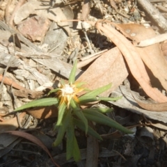 Coronidium oxylepis subsp. lanatum (Woolly Pointed Everlasting) at Point 111 - 1 Apr 2016 by MichaelMulvaney