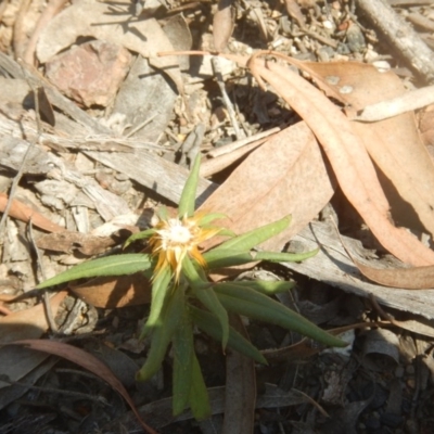 Coronidium oxylepis subsp. lanatum (Woolly Pointed Everlasting) at Point 111 - 1 Apr 2016 by MichaelMulvaney