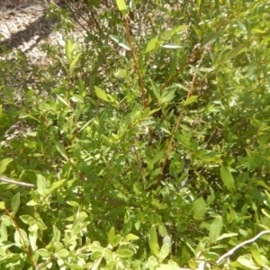 Billardiera heterophylla at Bruce, ACT - 1 Apr 2016 01:21 PM