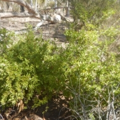 Billardiera heterophylla at Bruce, ACT - 1 Apr 2016 01:21 PM