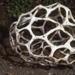 Ileodictyon gracile (Smooth Cage) at Malua Bay, NSW - 24 May 1983 by wombey