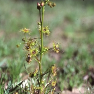 Drosera sp. at Mount Fairy, NSW - 2 Oct 1983 12:00 AM