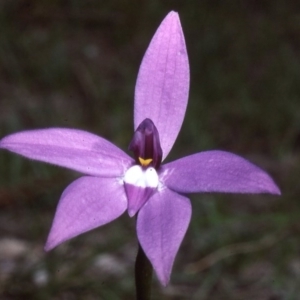 Glossodia major at Mount Fairy, NSW - suppressed