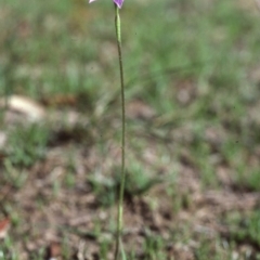 Glossodia major at Mount Fairy, NSW - 2 Oct 1983