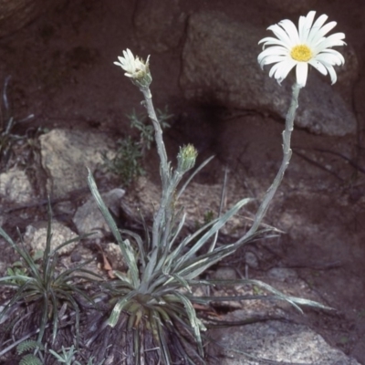 Celmisia costiniana (Costin's Snow Daisy) at Kosciuszko National Park - 13 Jan 1979 by wombey