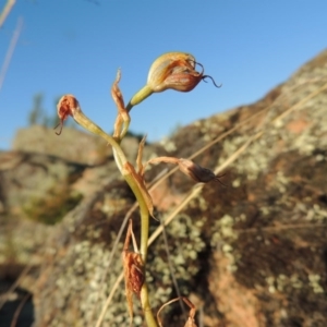 Oligochaetochilus hamatus at Greenway, ACT - suppressed