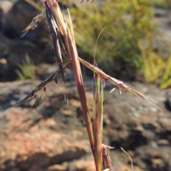 Cymbopogon refractus (Barbed-wire Grass) at Greenway, ACT - 19 Nov 2014 by MichaelBedingfield