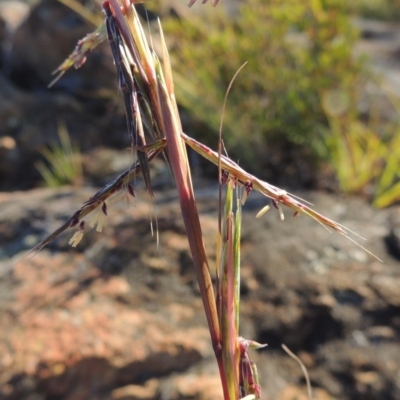 Cymbopogon refractus (Barbed-wire Grass) at Pine Island to Point Hut - 19 Nov 2014 by michaelb