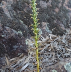 Microtis sp. (Onion Orchid) at Greenway, ACT - 19 Nov 2014 by MichaelBedingfield