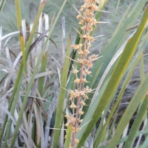 Lomandra longifolia at Greenway, ACT - 19 Nov 2014