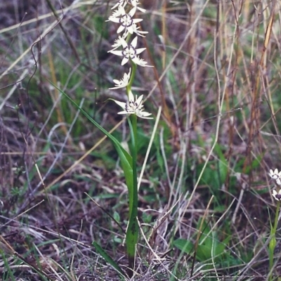 Wurmbea dioica subsp. dioica (Early Nancy) at Conder, ACT - 6 Oct 2000 by michaelb