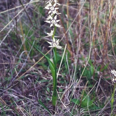 Wurmbea dioica subsp. dioica (Early Nancy) at Conder, ACT - 7 Oct 2000 by MichaelBedingfield