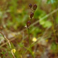 Wurmbea dioica subsp. dioica (Early Nancy) at Conder, ACT - 20 Nov 1999 by MichaelBedingfield