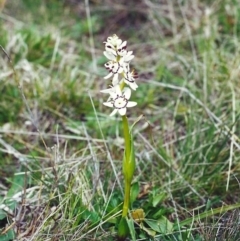 Wurmbea dioica subsp. dioica (Early Nancy) at Conder, ACT - 27 Sep 2000 by MichaelBedingfield