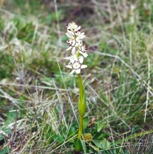 Wurmbea dioica subsp. dioica at Conder, ACT - 27 Sep 2000