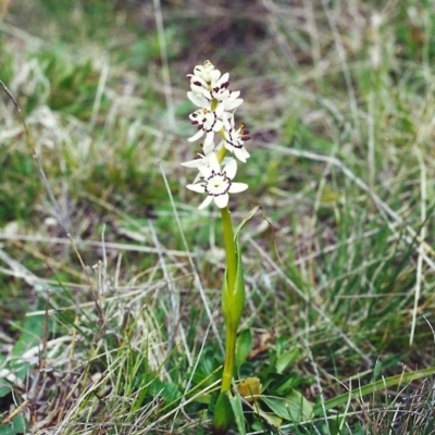 Wurmbea dioica subsp. dioica (Early Nancy) at Conder, ACT - 26 Sep 2000 by michaelb