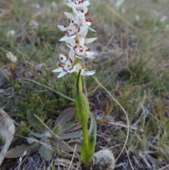 Wurmbea dioica subsp. dioica (Early Nancy) at Conder, ACT - 8 Sep 2014 by michaelb