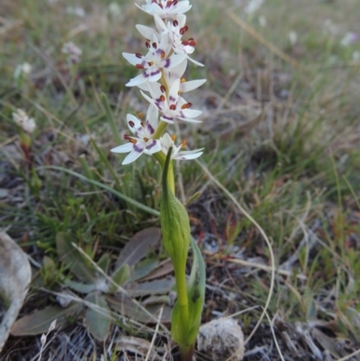 Wurmbea dioica subsp. dioica (Early Nancy) at Conder, ACT - 8 Sep 2014 by MichaelBedingfield