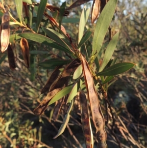 Acacia rubida at Greenway, ACT - 19 Nov 2014 07:06 PM