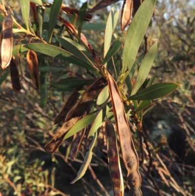 Acacia rubida (Red-stemmed Wattle, Red-leaved Wattle) at Pine Island to Point Hut - 19 Nov 2014 by michaelb