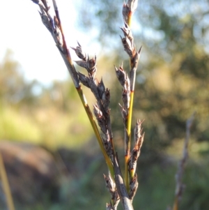 Lepidosperma laterale at Greenway, ACT - 19 Nov 2014