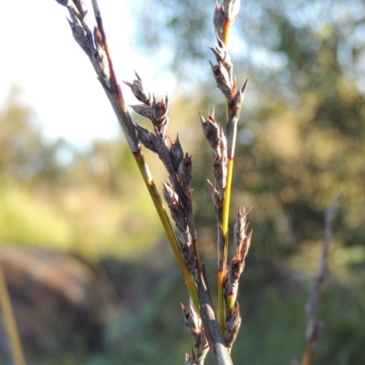 Lepidosperma laterale (Variable Sword Sedge) at Pine Island to Point Hut - 19 Nov 2014 by michaelb