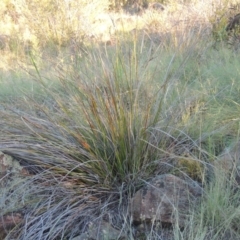 Lepidosperma laterale at Greenway, ACT - 19 Nov 2014