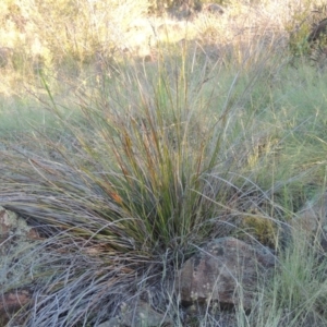 Lepidosperma laterale at Greenway, ACT - 19 Nov 2014